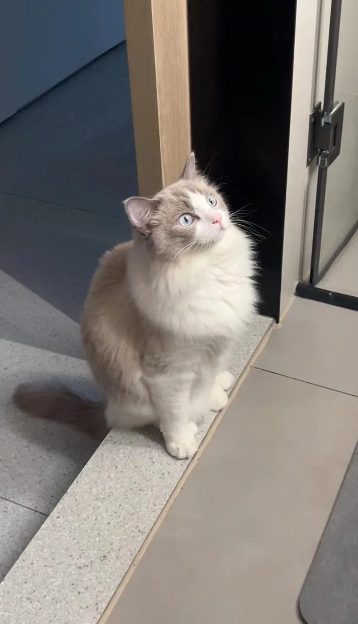 Collectible Figure 1